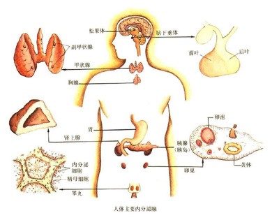 荷尔蒙平衡疗法