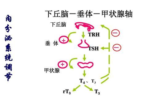 内分泌系统检测